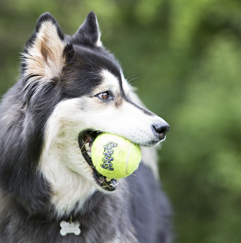 kong-squeak-air-pelota