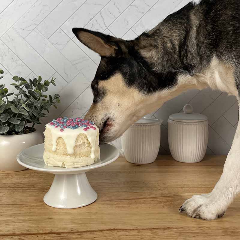 puppy-cake-mezcla-para-pastel-sabor-de-platano