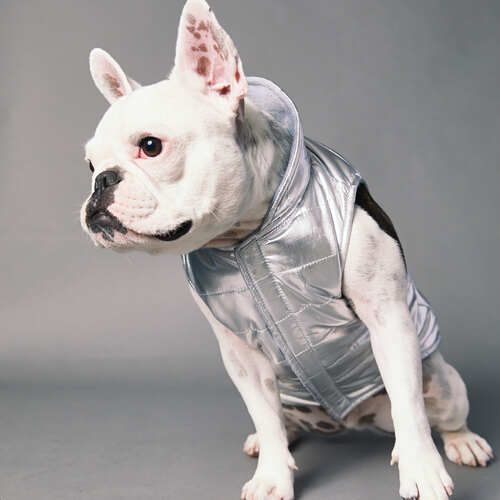 The Striped Dog Chaleco impermeable BUSHWICK