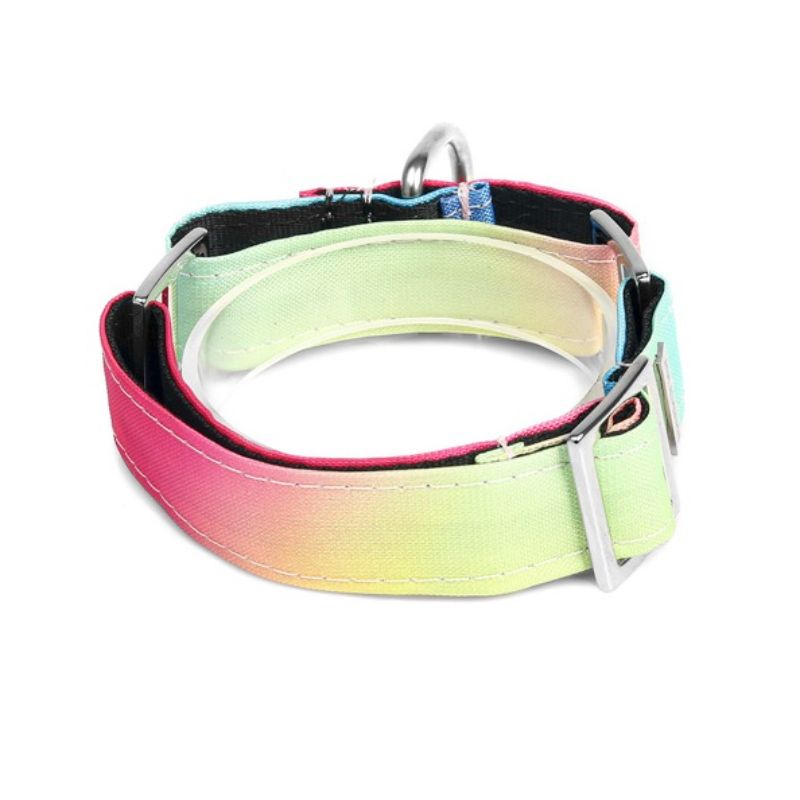 bellcher-collar-martingale-gradient-fucsia-verde-4-cm