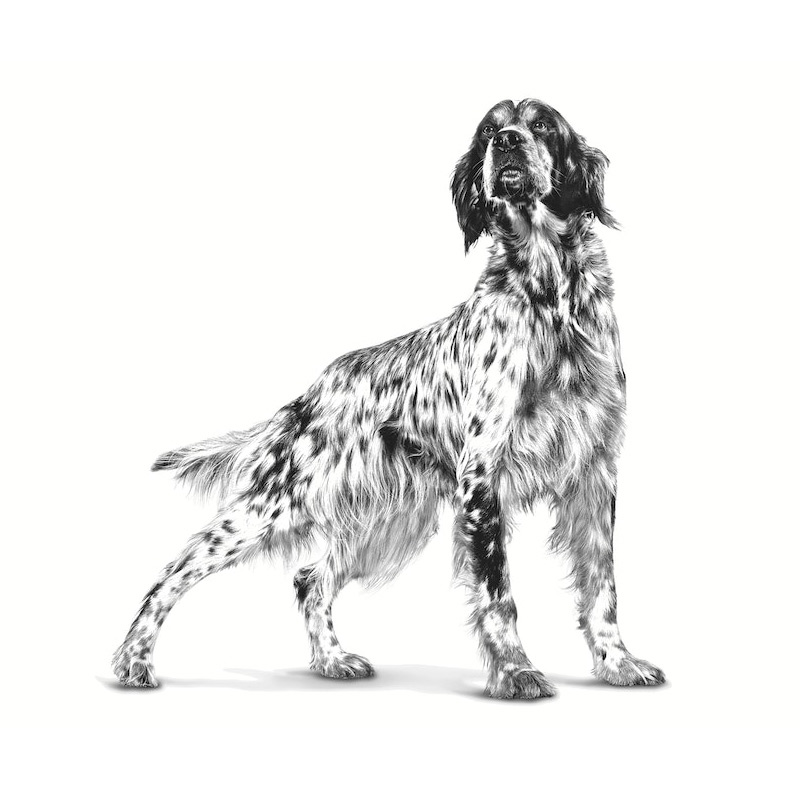 royal-canin-gastrointestinal