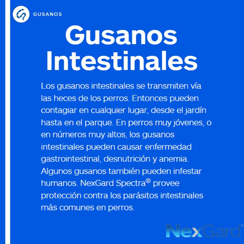 nexgard-spectra-perro-grande-1-tableta