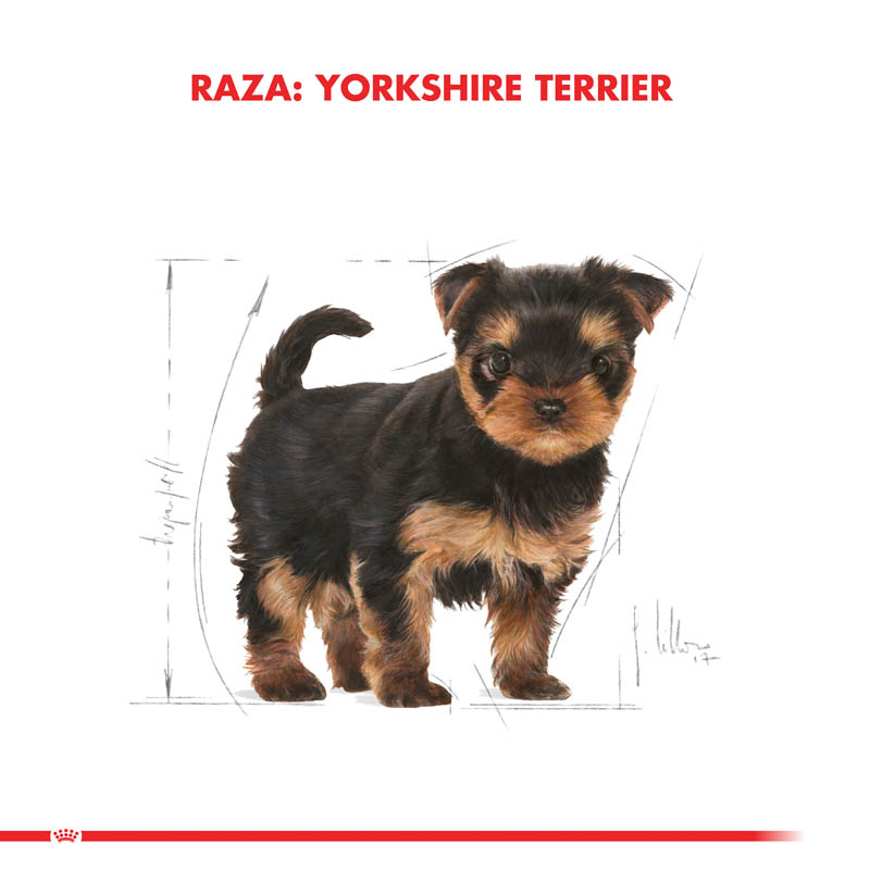 royal-canin-yorkshire-terrier-puppy