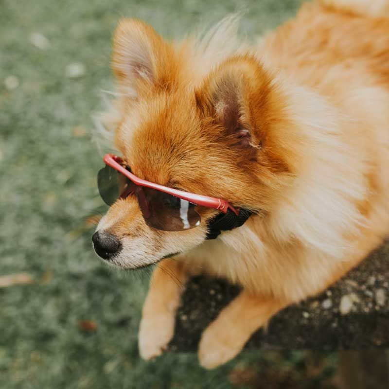pet-glasses-gafas-de-sol-para-mascotas-color-rosado