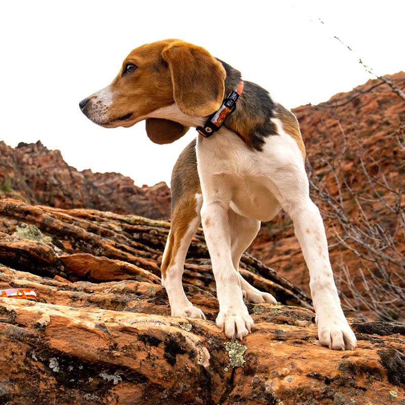 wolfgang-collar-para-perro-parklands