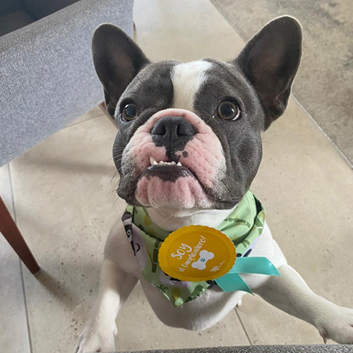 Pet Brunch - Medallas Niño