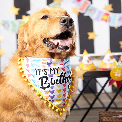 Pet Brunch - Pañoleta Cumpleaños