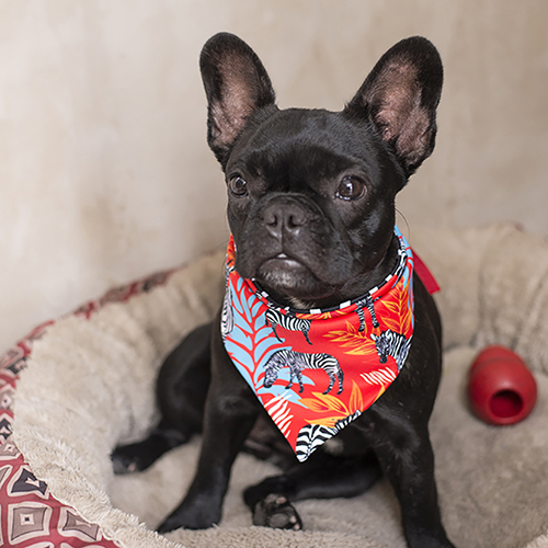Pet Brunch Pañoletas Premium