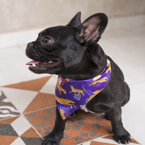 pet-brunch-panoletas-premium