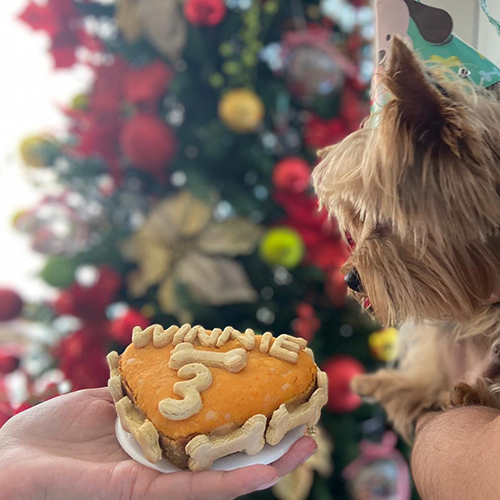 Pet Brunch Pastel Cumpleaños Pollo