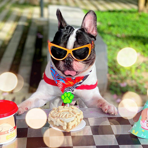 Pet Brunch Pastel Cumpleaños Res
