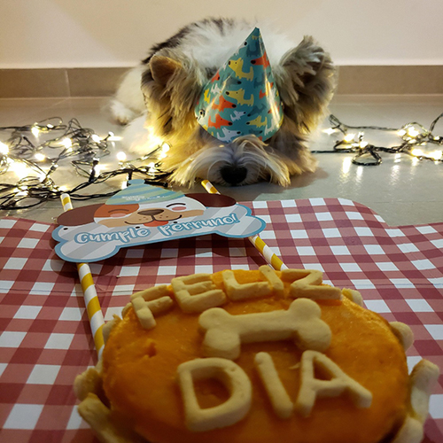 Pet Brunch Pastel Cumpleaños Zanahoria Con Banano