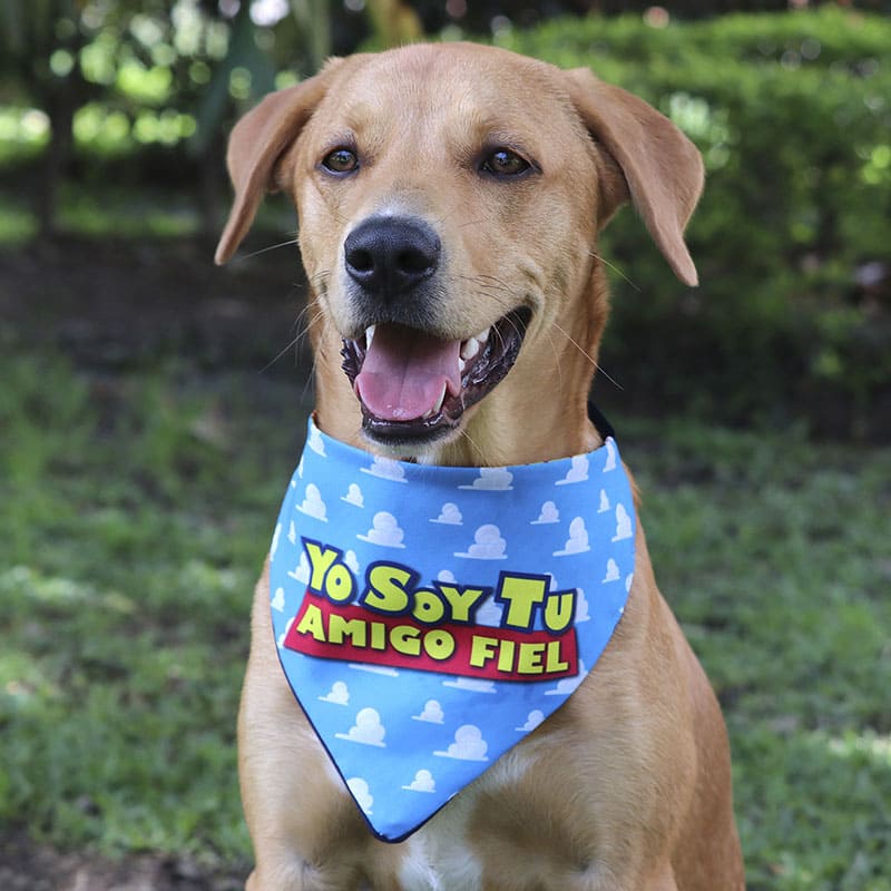 alana-bandana-bandana-woody