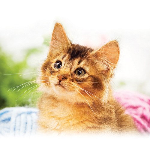 optimum-alimento-humedo-para-gatito