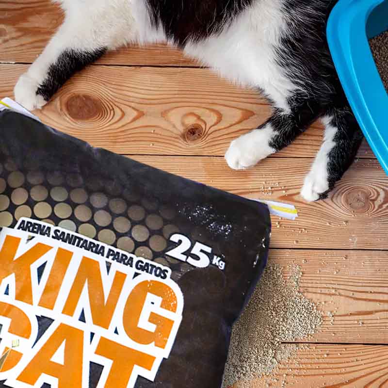 arena-king-cat