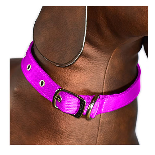 dalmatas-collar-liso-reata