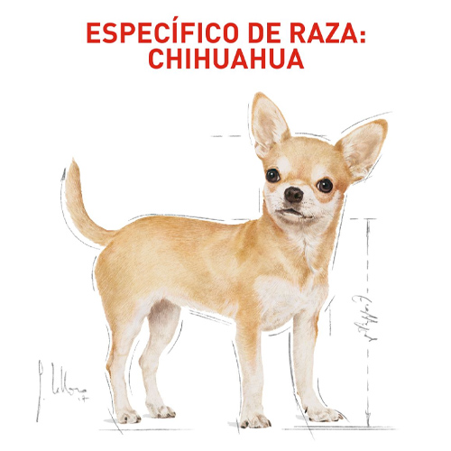 royal-canin-chihuahua-wet-lata