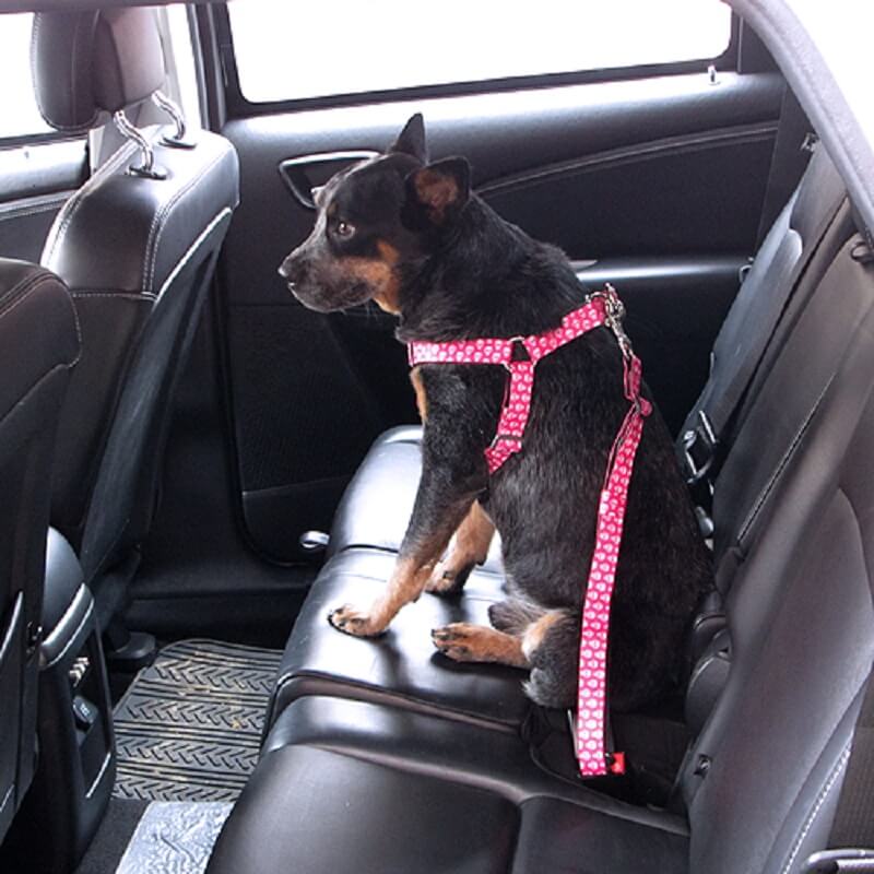 Animal Shop - Cinturón De Seguridad