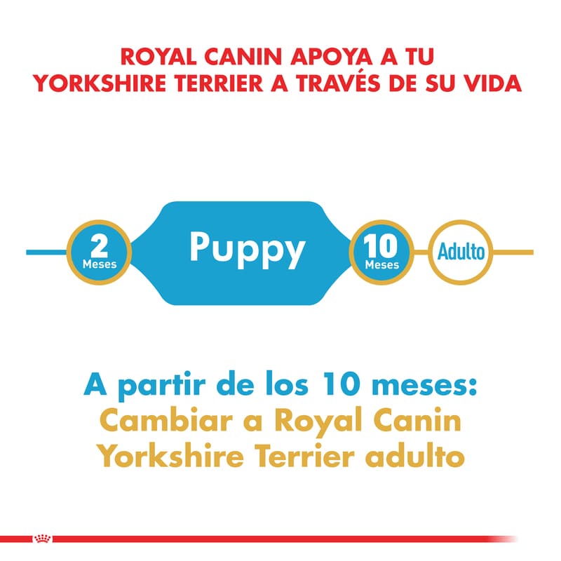 royal-canin-yorkshire-terrier-puppy