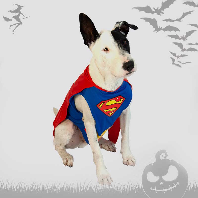 cachivaques-disfraz-superman-mascota-warner