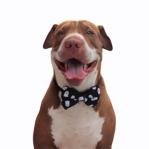 meow-design-corbatin-para-perro-fantasmitas