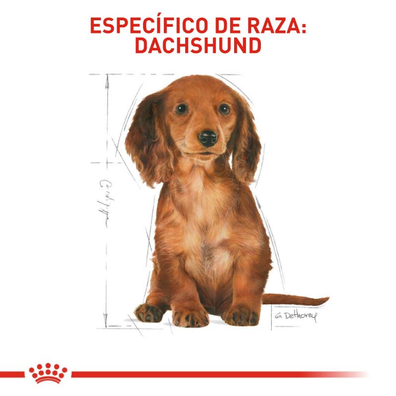 royal-canin-dachshund-puppy