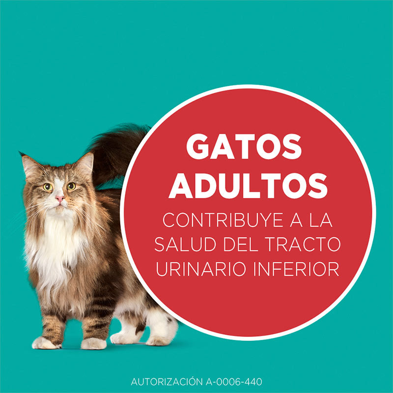 purina-one-gato-pollo-y-salmon