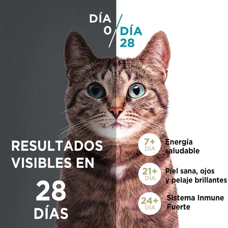 purina-one-esterilizado-salmon