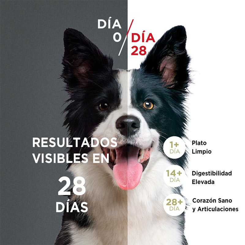 purina-one-adulto-mini-pequeno-carne