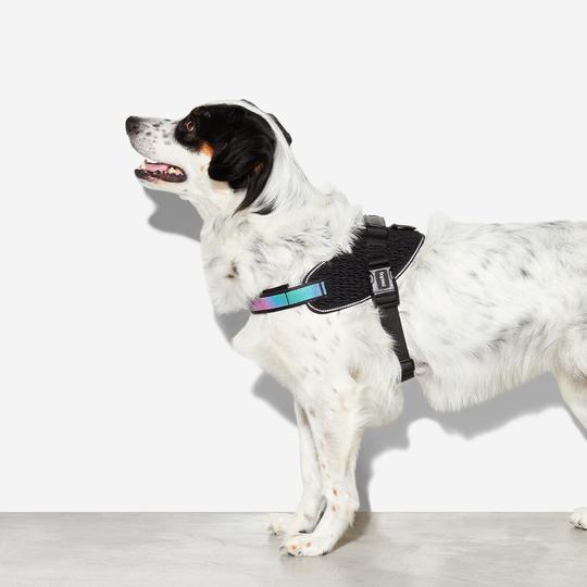 zeedog-gotham-flyharness