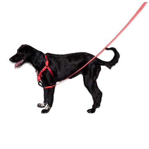 zeedog-neon-coral-soft-walk-harness