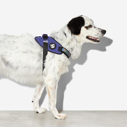 zeedog-wicked-flyharness