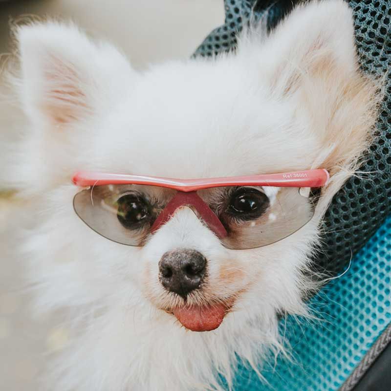 pet-glasses-gafas-de-sol-para-mascotas-color-rosado