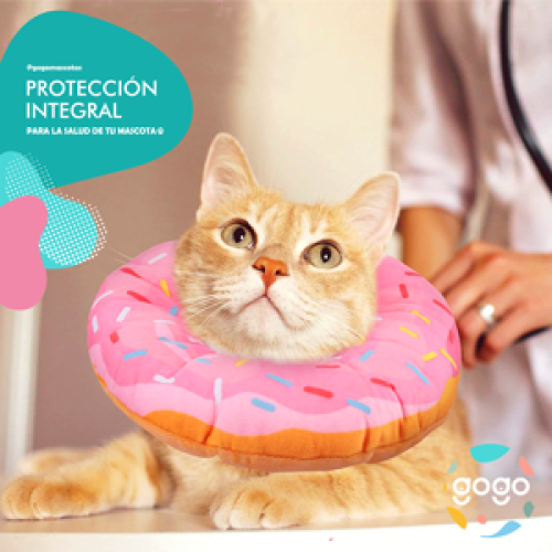 gogomascotas-collar-isabelino-donagato-entrega-en-4-dias-habiles