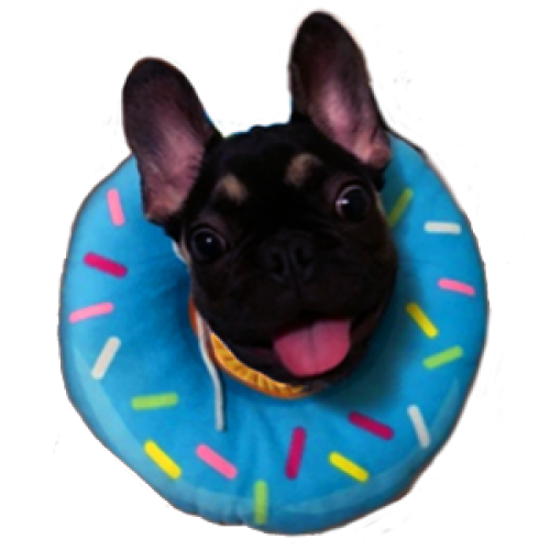 gogomascotas-collar-isabelino-dona-perro