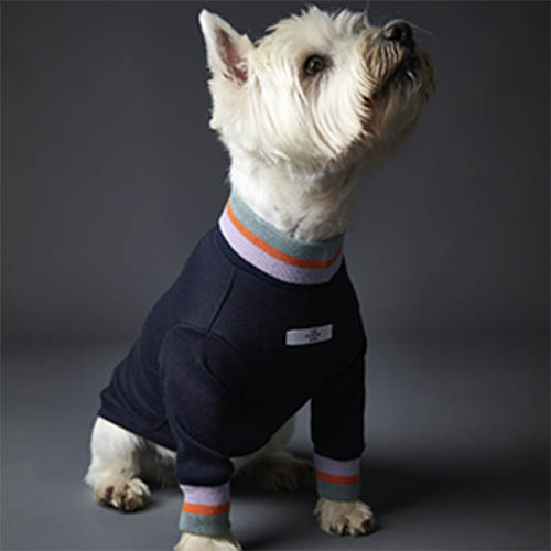 the-striped-dog-sueter-multicolor-lakewood