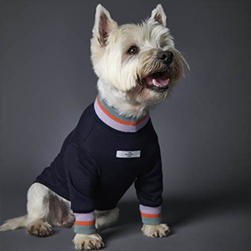 the-striped-dog-sueter-multicolor-lakewood