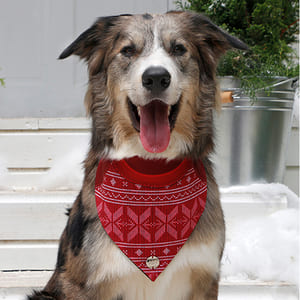 alana-bandana-bandana-joy
