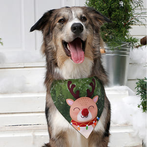 alana-bandana-bandana-hope-perro-y-gato