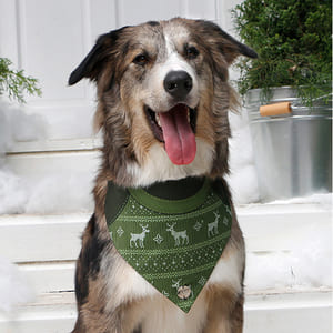 alana-bandana-bandana-hope-perro-y-gato