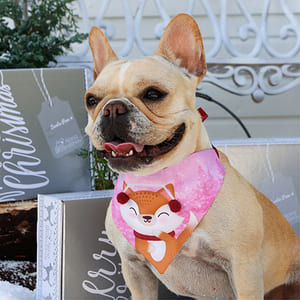 alana-bandana-banda-smiley-perro-y-gato