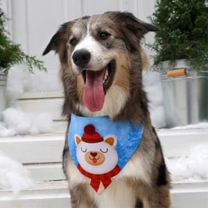 alana-bandana-bandana-brave-perro-y-gato