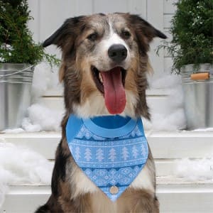 alana-bandana-bandana-brave-perro-y-gato