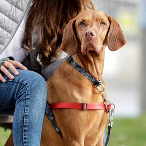 totto-pets-collar-ajustable-perro-mylu