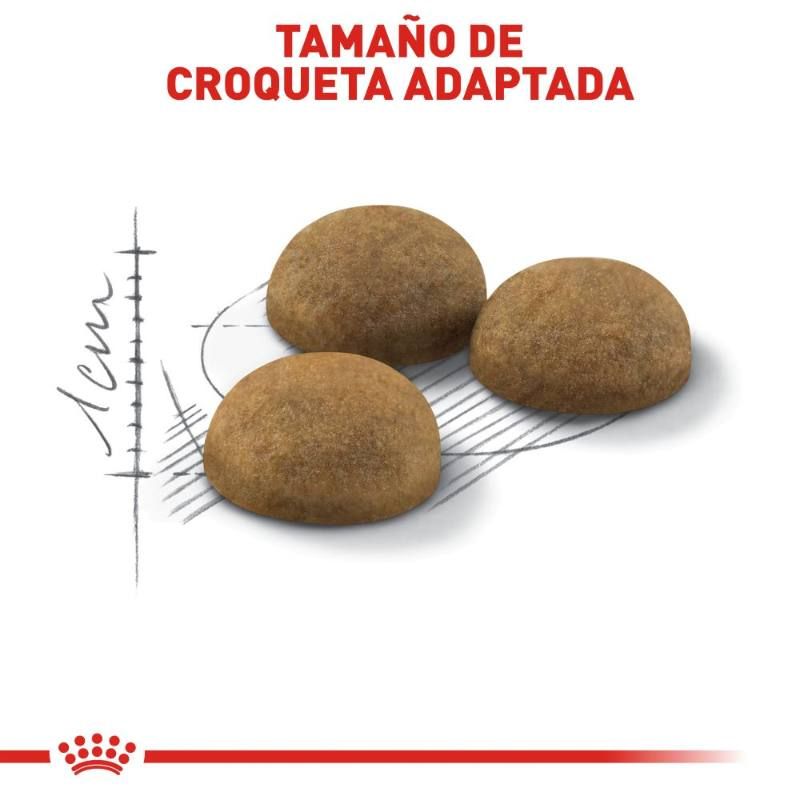 royal-canin-alimento-seco-indoor-gato