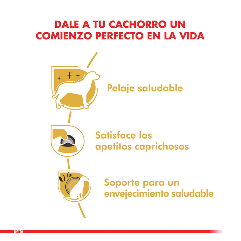 royal-canin-yorkshire