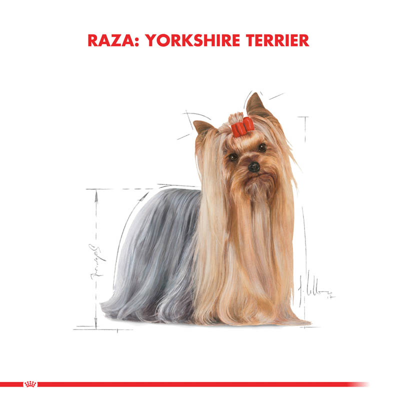 royal-canin-yorkshire