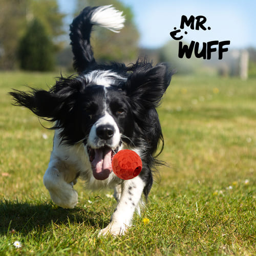 mr-wuff-pelota-dispensadora-chica