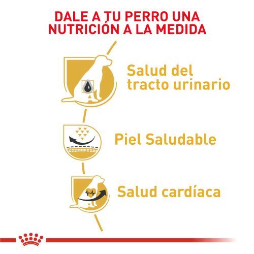 royal-canin-dalmata-adulto