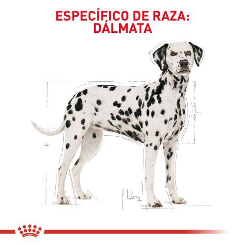 royal-canin-dalmata-adulto